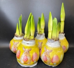 Луковицы амариллиса в воске с кроликом в ассортименте Луковицы амариллиса в воске с кроликом в ассортименте